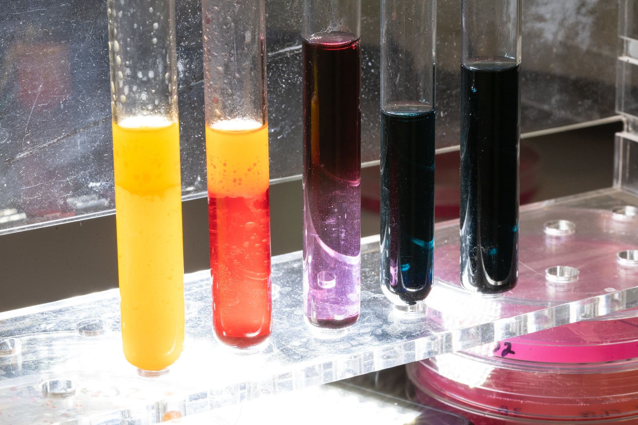 B_GMC_Molekulinė_biotechnologija_II.jpg